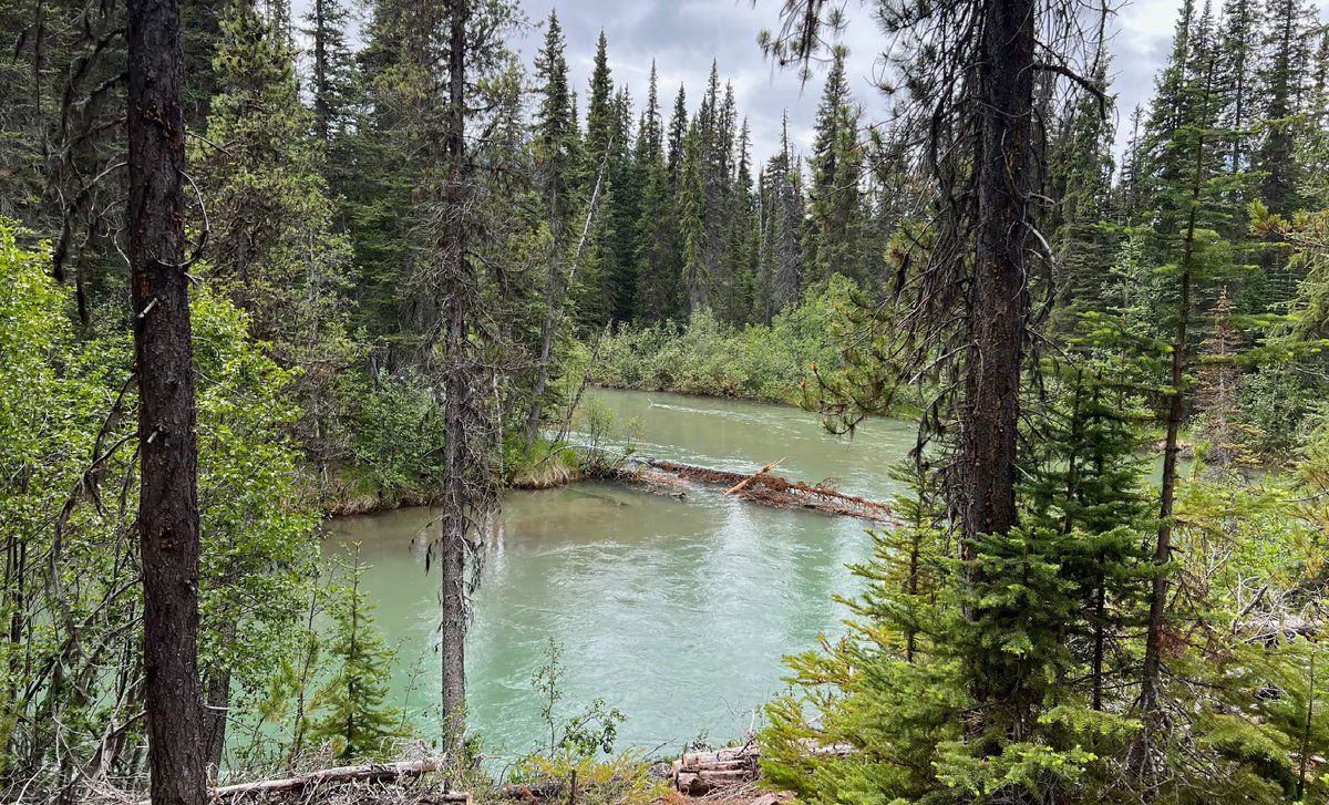 "We can feel our ancestors." I am thankful for the resolve and resilience of The Wet'suwet'en First Nation people. I applaud the fight to save their sacred ancestral lands and Canada's old growth forests from further destruction. #Indigenous #environment

theguardian.com/world/2024/sep…