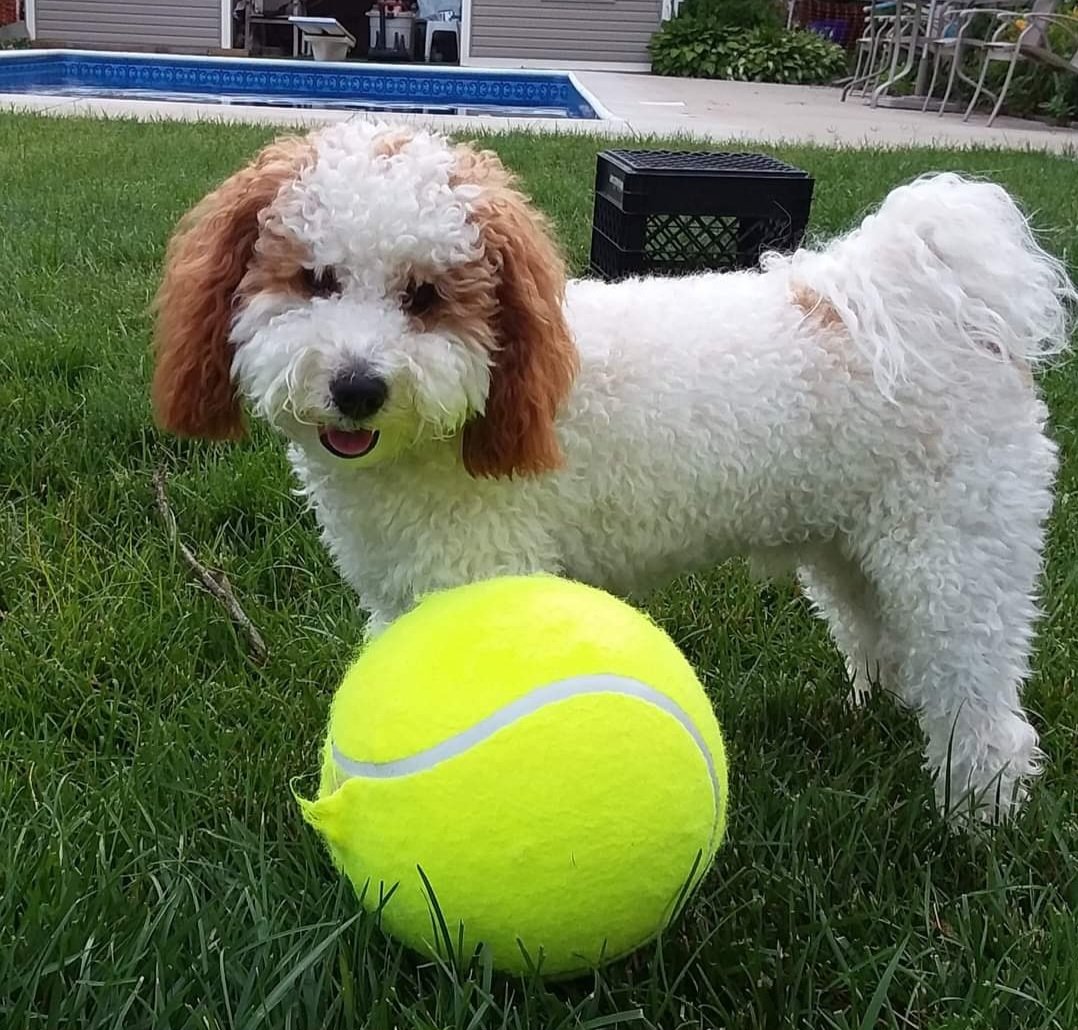 MICHELLEComora1's tweet photo. @Bark_Beyond #smile #dogsofx #dogsoftwitter #pets #ContestAlert #GiveawayAlert #CatsOfX #CatsOfTwitter #tuesdayvibe #smilecontest https://t.co/KvA6x7JxMO