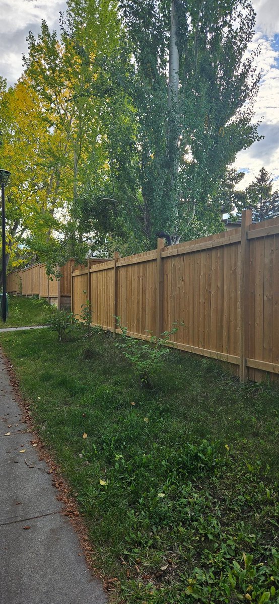 These guys just seem to never rest, always kitty.