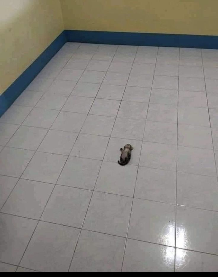 Catsillyness's tweet photo. tiny https://t.co/qcrZlc0JZz