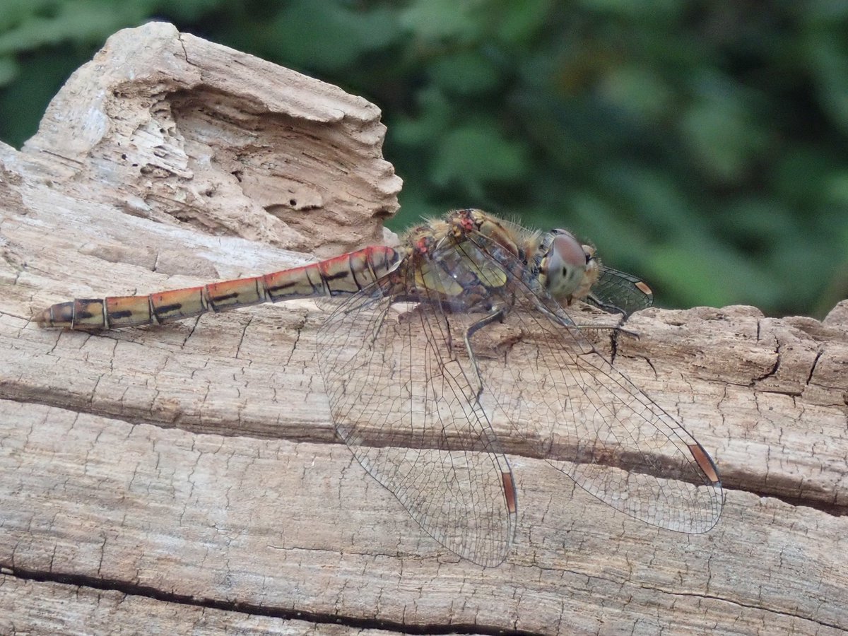 Common darter <a href="/forestfarmuk/">Forest Farm</a> 🧐 #wildcardiffhour