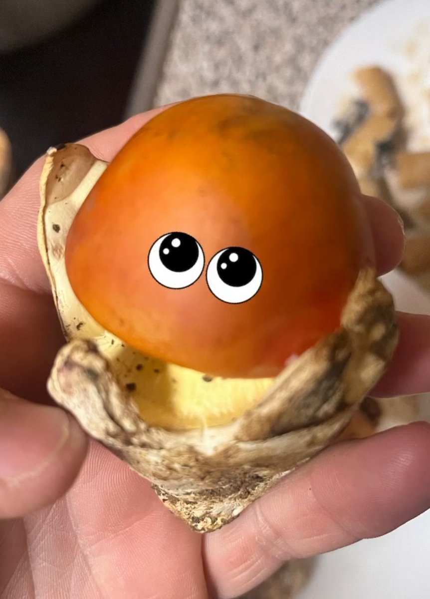 Mushrooms guide 🍄 tweet media