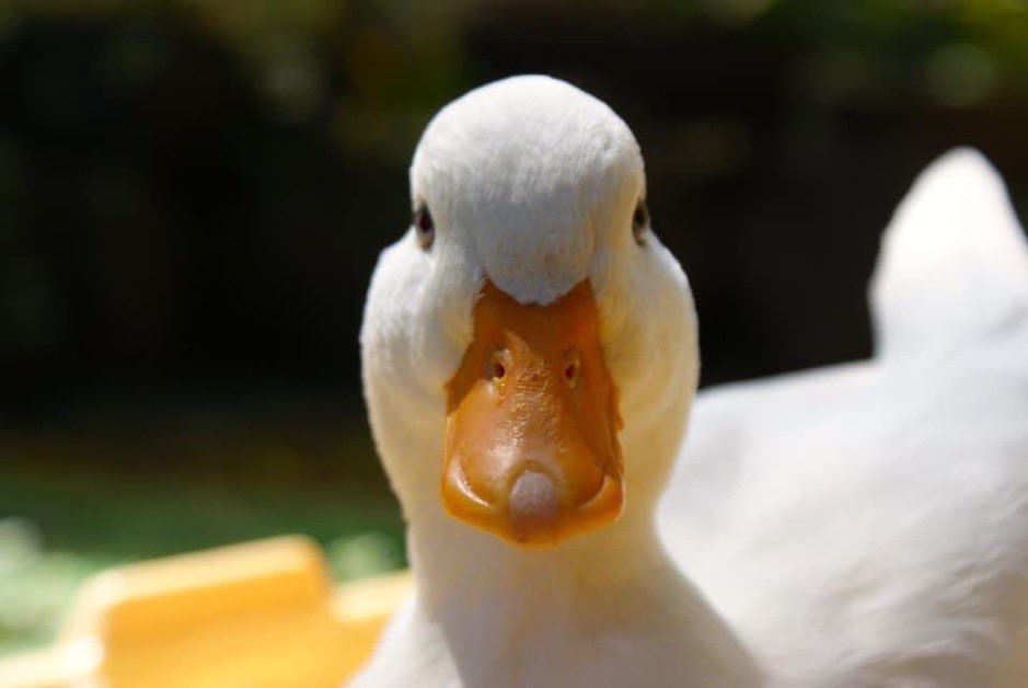 Chris Ⓩ (chri chri l’italiano) mister canardo 🦆 tweet media