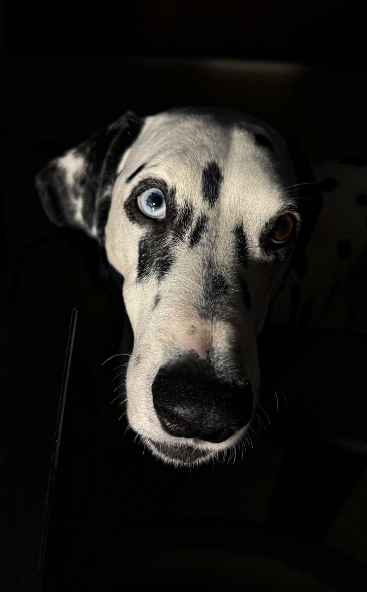 ☽ Selene tweet media