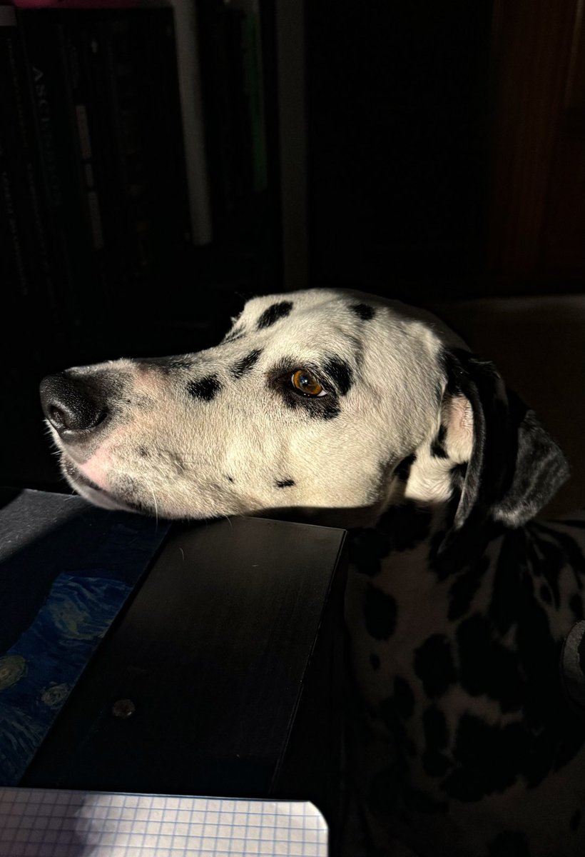 ☽ Selene tweet media