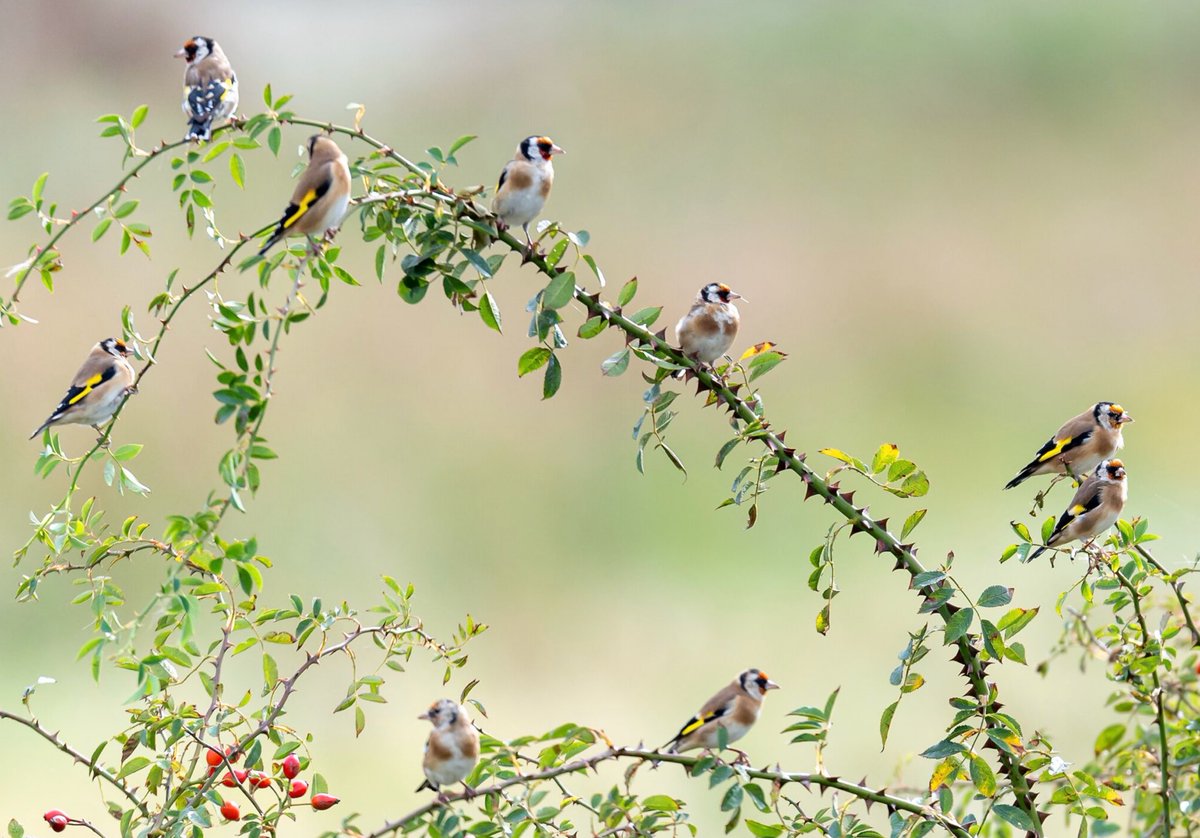 Goldfinch bush.