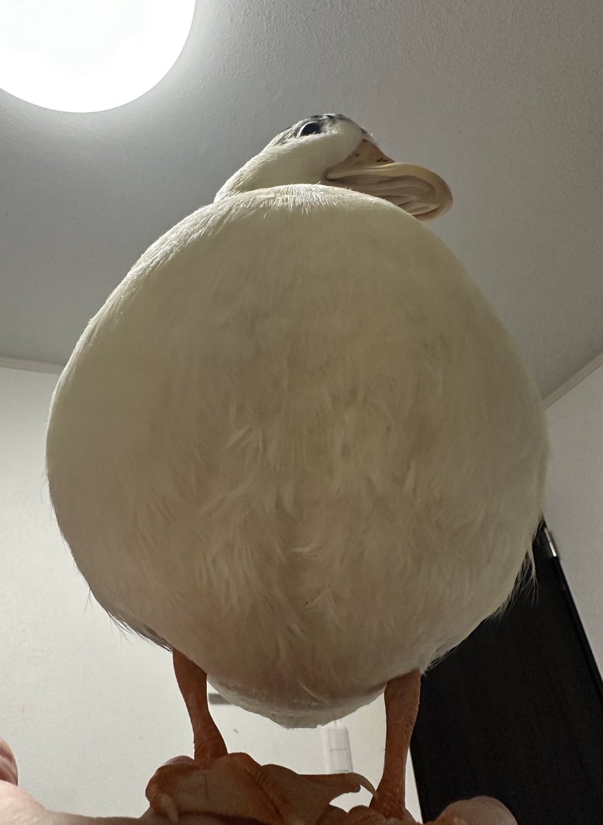 Chris Ⓩ (chri chri l’italiano) mister canardo 🦆 tweet media