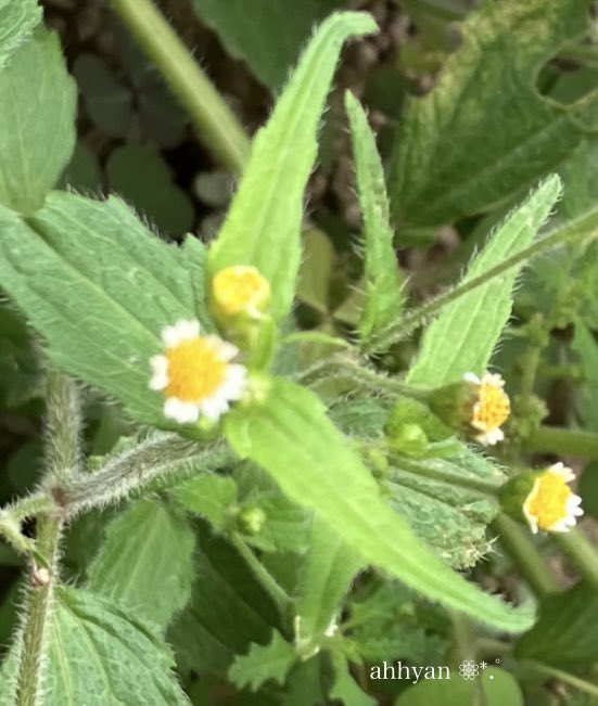 皆さま
おはようございます😊
本日も宜しくお願い致します🌱 ᐕ)ﾉ
季節の変わり目体調にお気を付け下さいませ(  ､ᴗ ᴗ)、