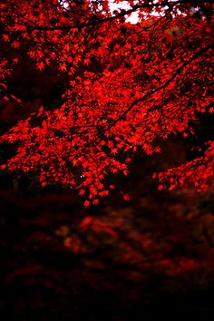 🔴💀𝕯𝖆𝕧𝖎𝖉 𝕃𝖊𝖔𝖓💀🖤🦁#ML3hijosdelRolBot tweet media