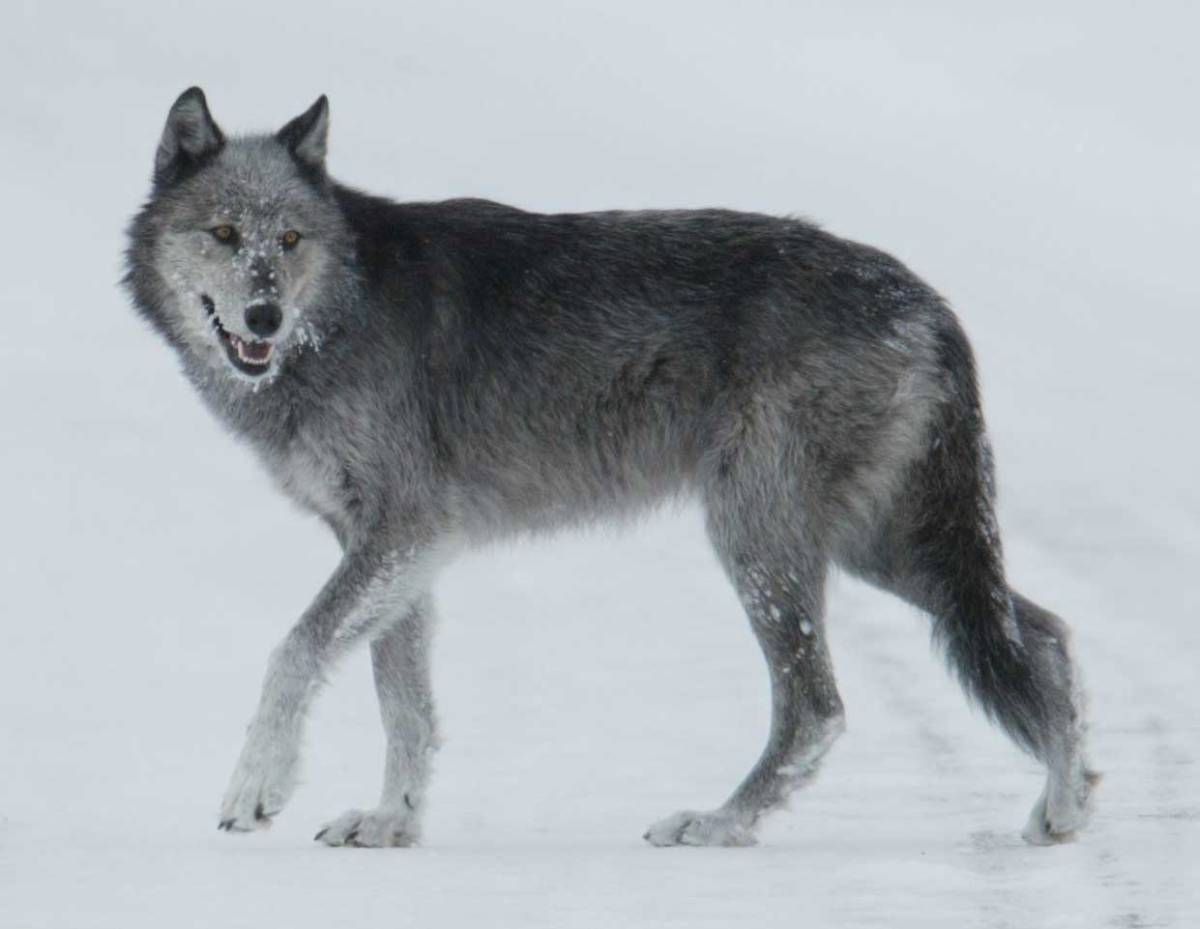 SE_Future's tweet image. Wolf Stories – Part 5 The Christmas Wolf dlvr.it/TDdmJV