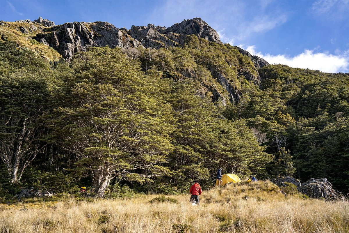 NZ Wilderness tweet media