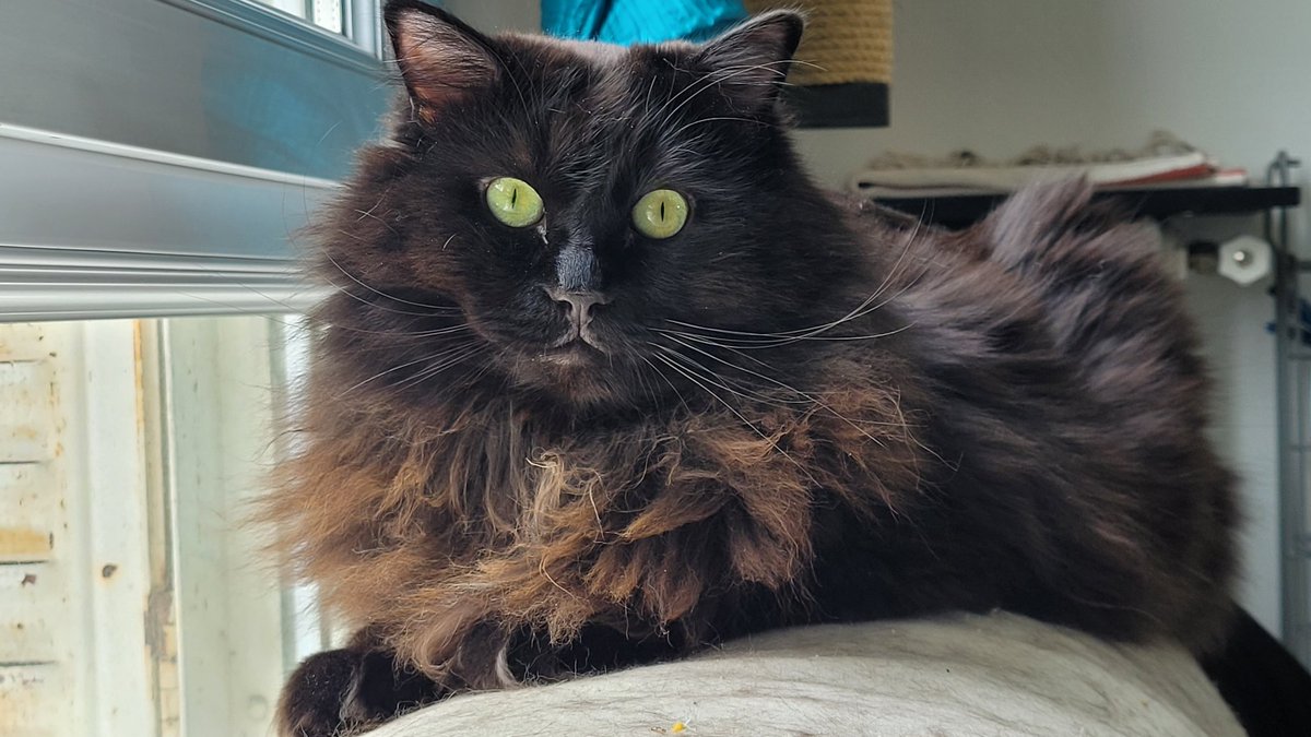 🎀🤍🩶Hawaï 🌺♀️🐱 Tatooine 🌕♂️🐈‍⬛ tweet media