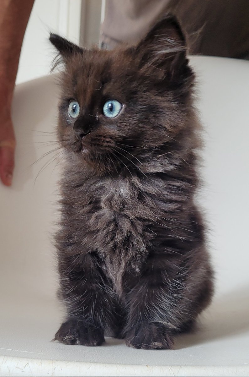 🎀🤍🩶Hawaï 🌺♀️🐱 Tatooine 🌕♂️🐈‍⬛ tweet media