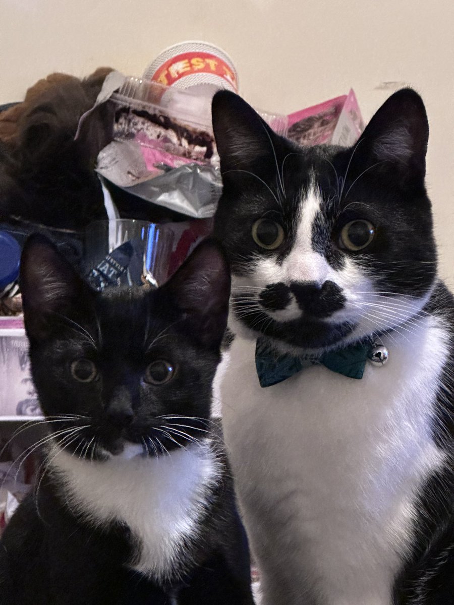 Stephixia's tweet photo. @NordstromKaiju These are my two cats , Moe and little Kitten is Koda https://t.co/Tw0MBYEg4J