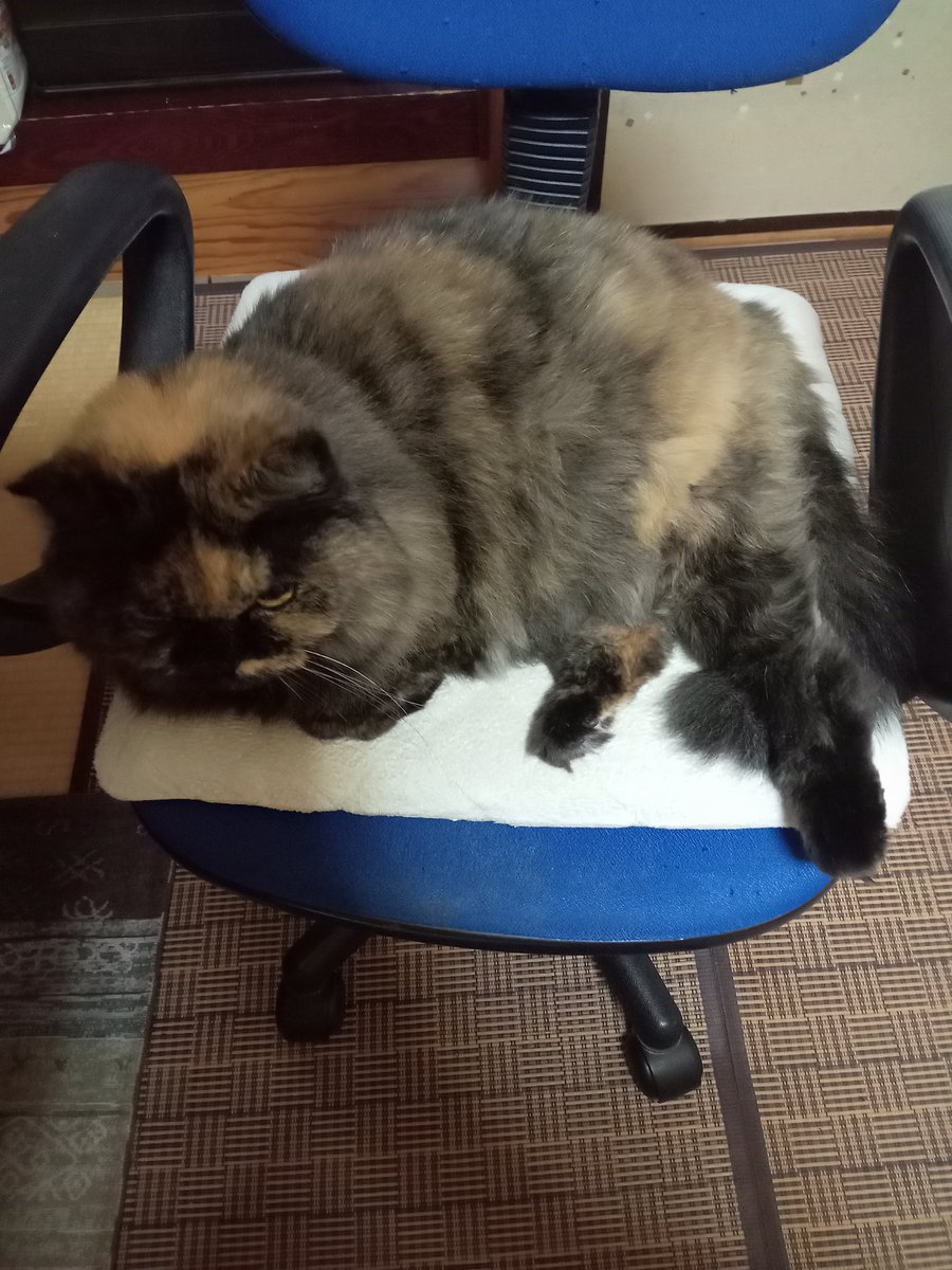 皆さん☀✨✨
おはよぉございます🤗
ロンちゃんクゥちゃん🐈‍⬛🐈‍⬛
おはよぉ🤗
朝晩涼しくなったねぇ🍃
今日もぼちぼちで頑張りましょ👍