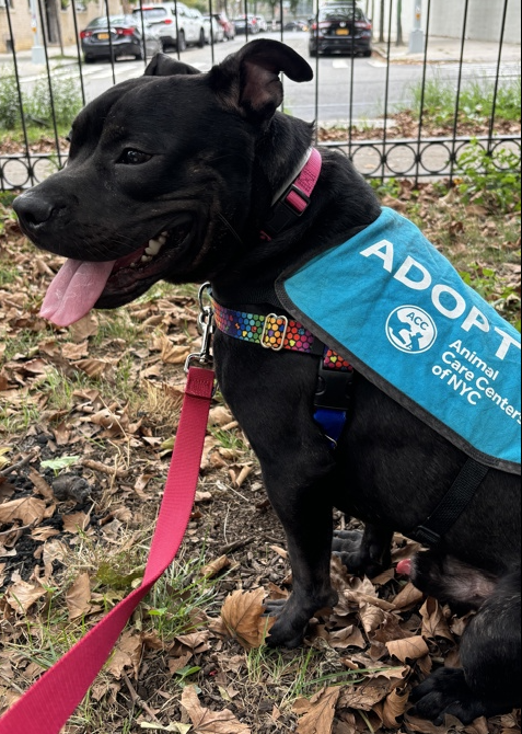 NMBewitched's tweet photo. Brave💔
https://t.co/iZ7IZ2BT2P
Kill listed soon 😭😡
Now #RescueOnly #FosterMe
How do you screw up a really good dog?
Put them in a bad home
Brave has learned 2 protect his treasures😰
Somewhere along the way he was injured, right neck femoral fracture
#Pledge4Rescue https://t.co/20SI9xWqb2