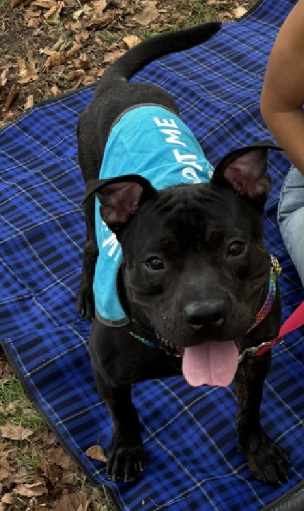 NMBewitched's tweet photo. Brave💔
https://t.co/iZ7IZ2BT2P
Kill listed soon 😭😡
Now #RescueOnly #FosterMe
How do you screw up a really good dog?
Put them in a bad home
Brave has learned 2 protect his treasures😰
Somewhere along the way he was injured, right neck femoral fracture
#Pledge4Rescue https://t.co/20SI9xWqb2