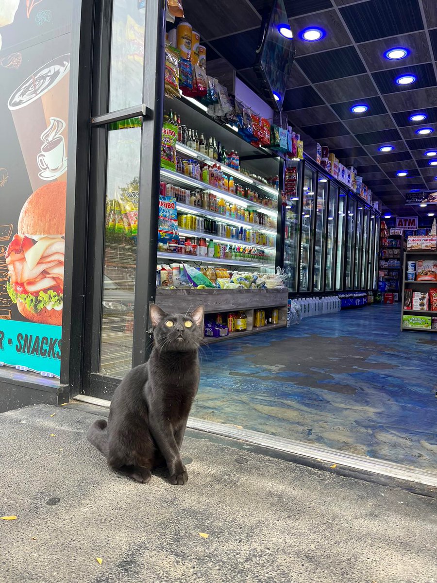 Bodega Cats (@bodegacats_) on Twitter photo 