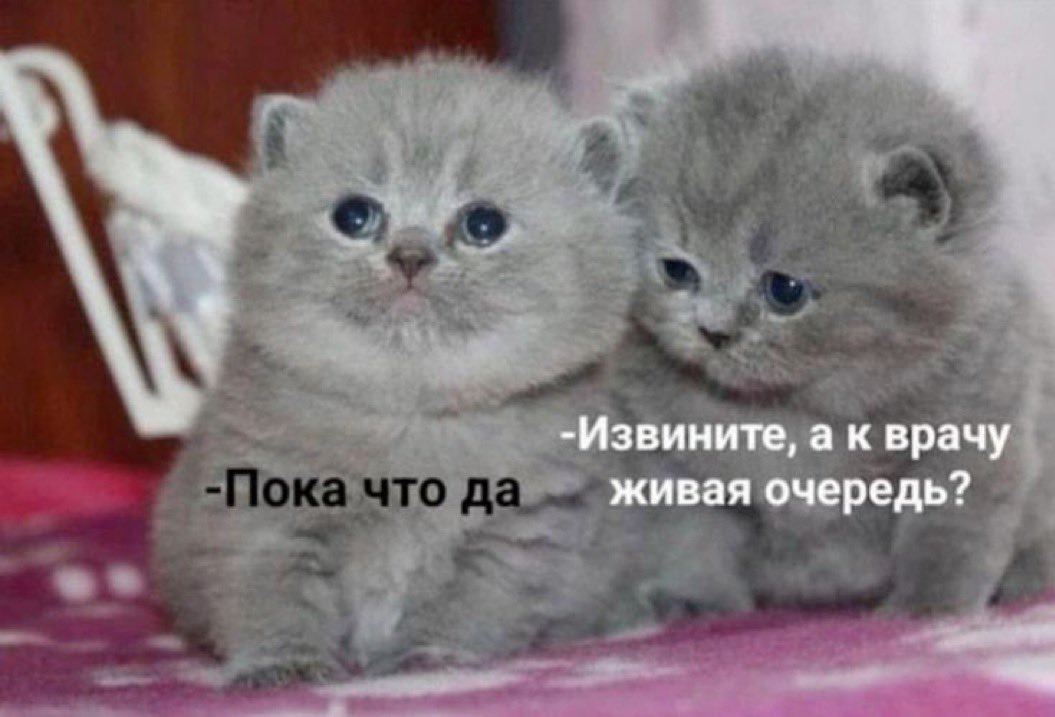 Коля tweet media