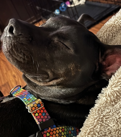 NMBewitched's tweet photo. Brave💔
https://t.co/iZ7IZ2BT2P
Kill listed soon 😭😡
Now #RescueOnly #FosterMe
How do you screw up a really good dog?
Put them in a bad home
Brave has learned 2 protect his treasures😰
Somewhere along the way he was injured, right neck femoral fracture
#Pledge4Rescue https://t.co/20SI9xWqb2