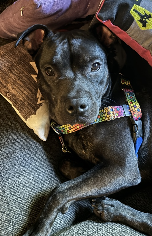 NMBewitched's tweet photo. Brave💔
https://t.co/iZ7IZ2BT2P
Kill listed soon 😭😡
Now #RescueOnly #FosterMe
How do you screw up a really good dog?
Put them in a bad home
Brave has learned 2 protect his treasures😰
Somewhere along the way he was injured, right neck femoral fracture
#Pledge4Rescue https://t.co/20SI9xWqb2