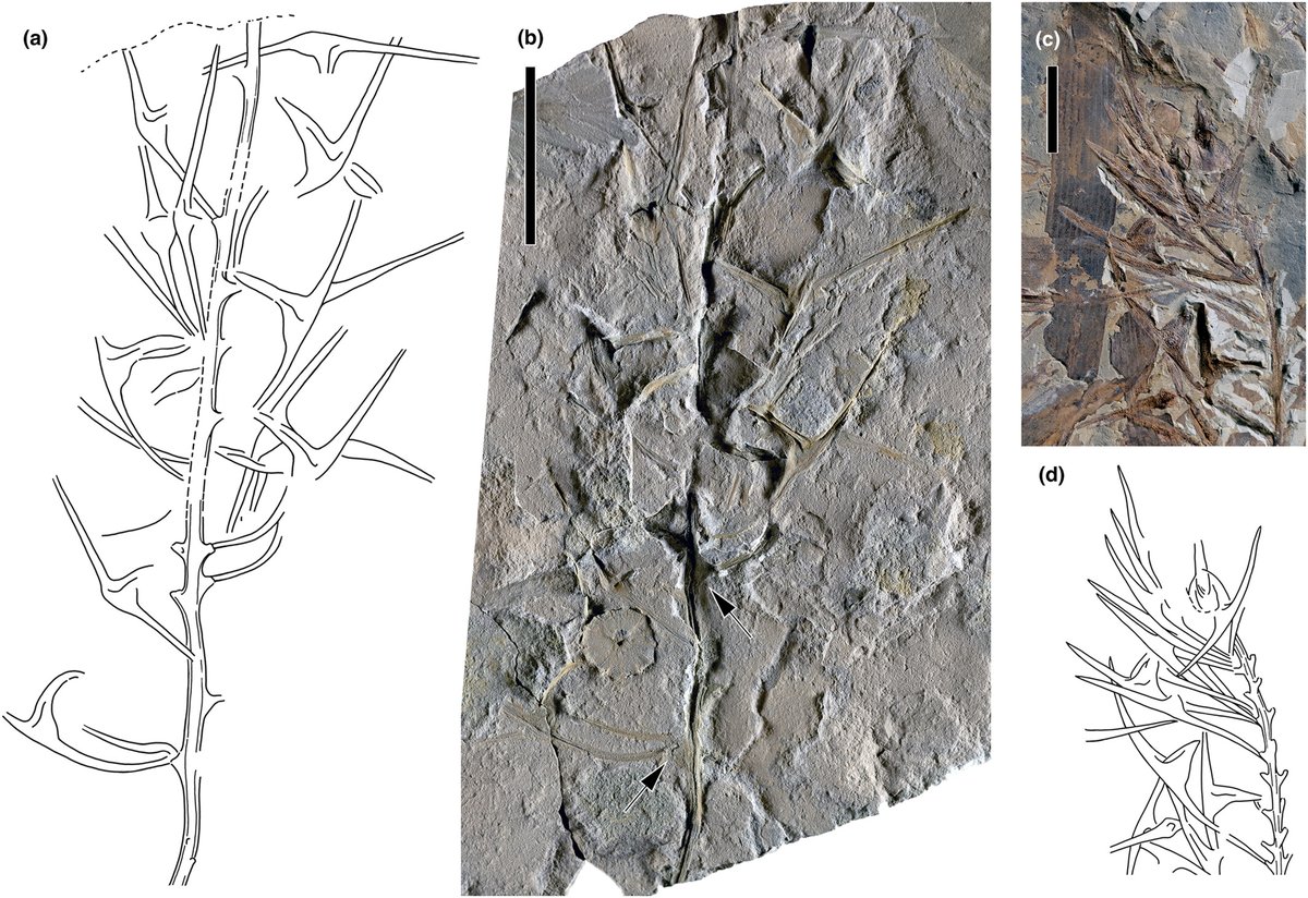 New Phytologist tweet media