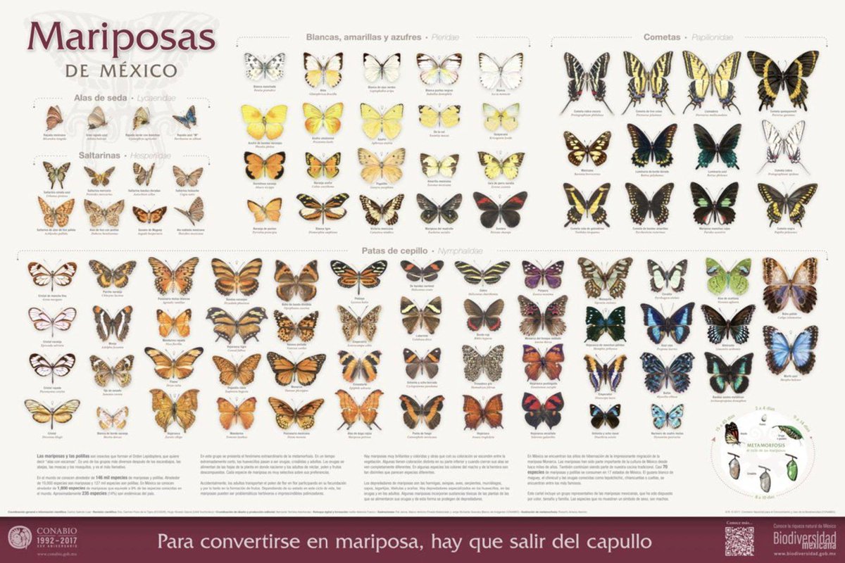 ¿Ya conoces el cartel de 🦋  Mariposas de México 🦋?
Este cartel incluye un grupo representativo de las mariposas mexicanas, que ha sido dispuesto por color, tamaño y familia. Las especies que no muestran un símbolo de sexo, son machos.
bioteca.biodiversidad.gob.mx/janium-bin/jan…