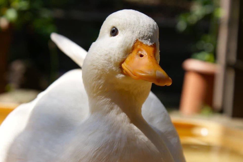 Chris Ⓩ (chri chri l’italiano) mister canardo 🦆 tweet media