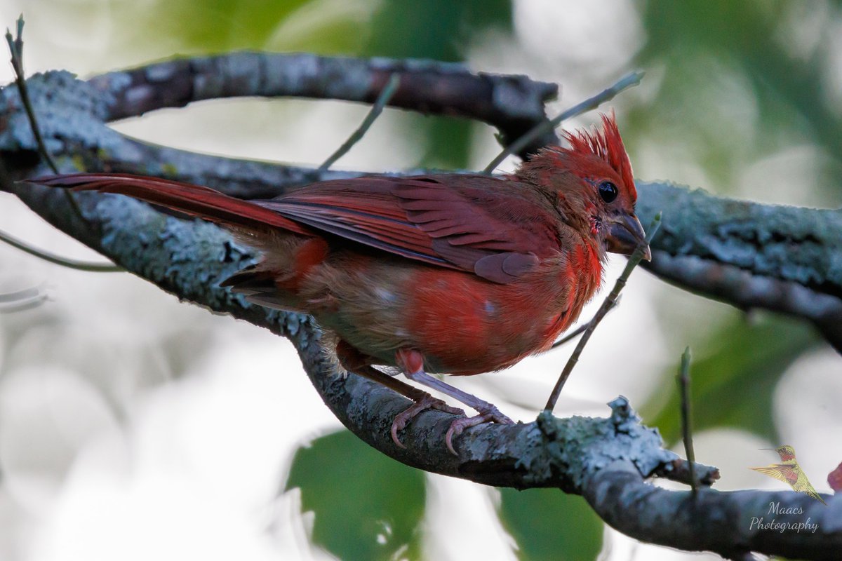 gone_mac's tweet photo. Immature male Northern Cardinal at Kennesaw Mountain National Battlefield Park Marietta, GA.
.
.
.
#NorthernCardinal #Cardinaliscardinalis #redbird #commoncardinal #redcardinal #birdphotography #birdwatchers #birdenthusiast #ornithology https://t.co/zw4Bch7cJm