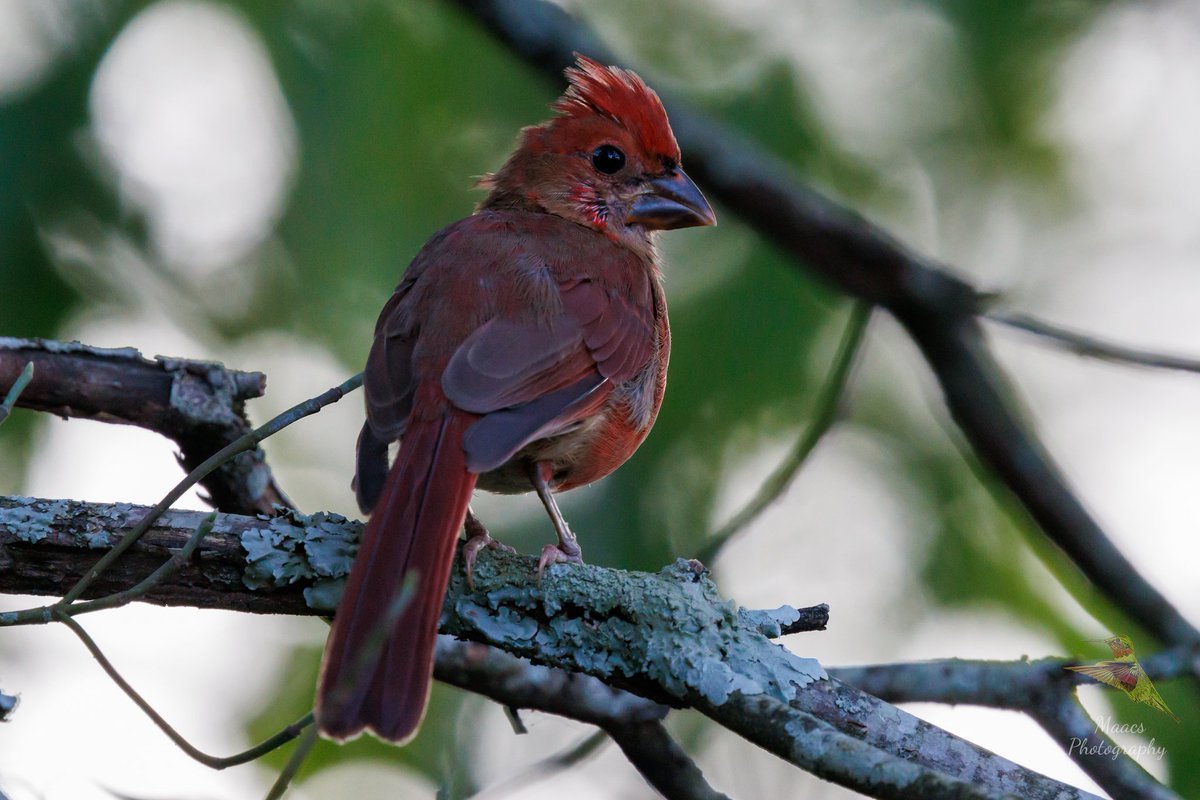 gone_mac's tweet photo. Immature male Northern Cardinal at Kennesaw Mountain National Battlefield Park Marietta, GA.
.
.
.
#NorthernCardinal #Cardinaliscardinalis #redbird #commoncardinal #redcardinal #birdphotography #birdwatchers #birdenthusiast #ornithology https://t.co/zw4Bch7cJm