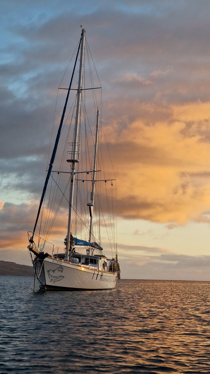 Fantastic end to the first full day as  4th crew on Silurian. And porpoises and a while tailed eagle today to top it all off