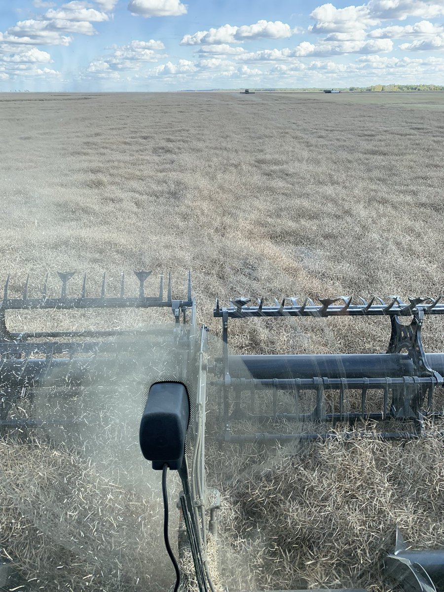 Invigor L356PC seeded June 10, could be in the top 3 for yield this year. Pretty happy about it.