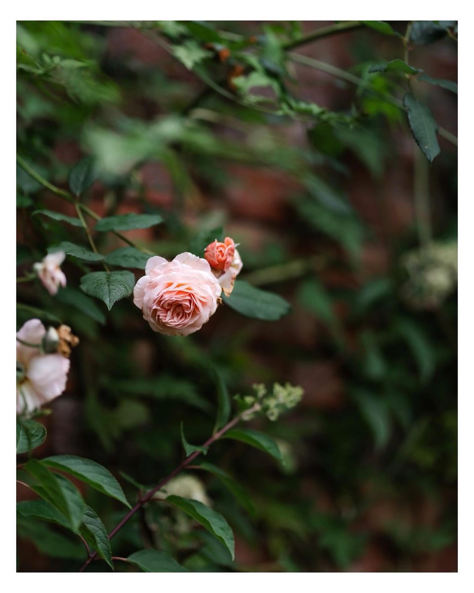 As I bustled past, the rose whispered ‘hey pause a while and smell my fragrance’
‘I’m too short to reach’ I replied and took a pic instead ♥️