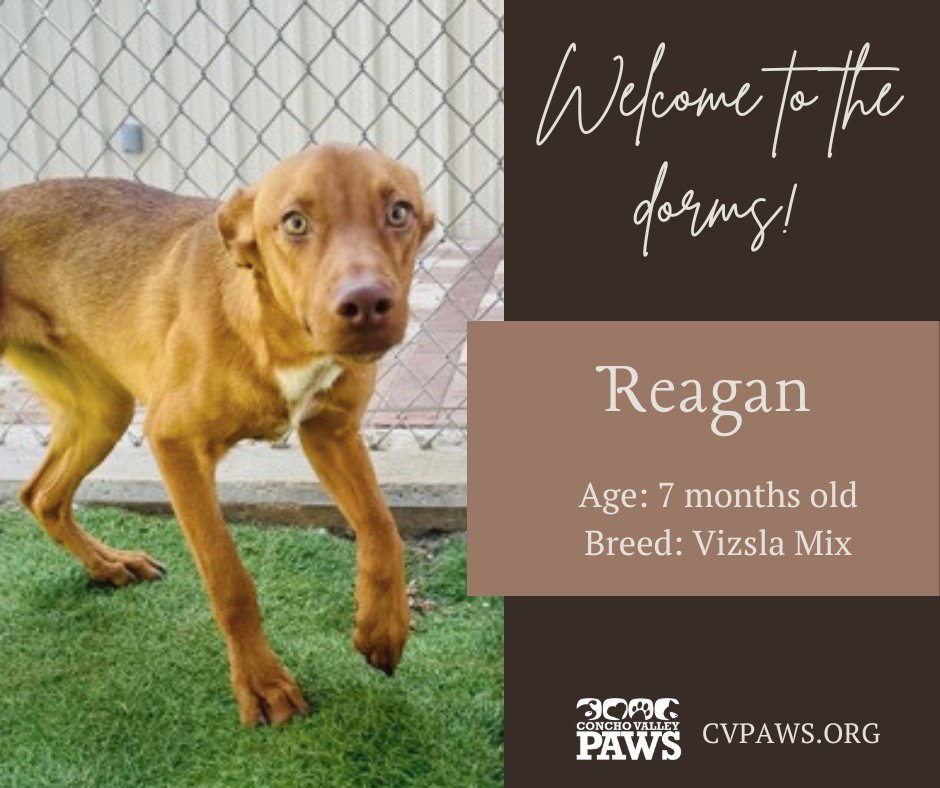 #WelcomeToTheDorms 

Warm welcome to Reagan to the Stephens dog dorms!! Reagan is coming out of her shell more and more. She is loving her time spent meeting new friends and soaking in the amazing sunshine! Apply at cvpaws.org/adopt to meet her!