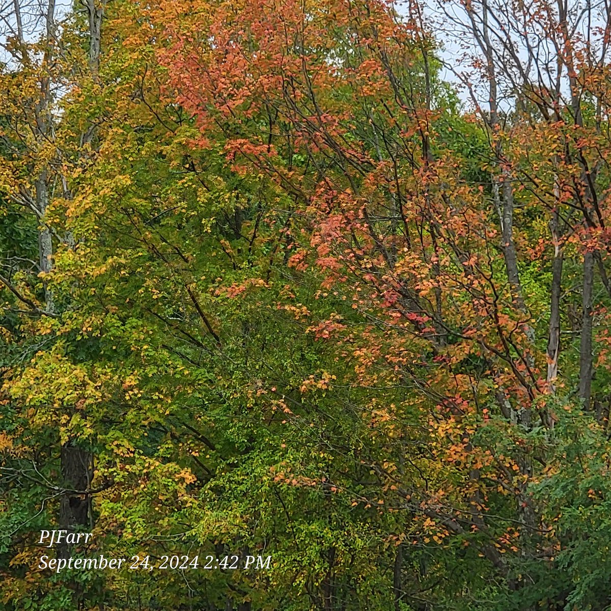 PeggyJoFarr2's tweet photo. Autumn colors beginning to show in western Pennsylvania.
#autumcolors https://t.co/1BiAFrc49o