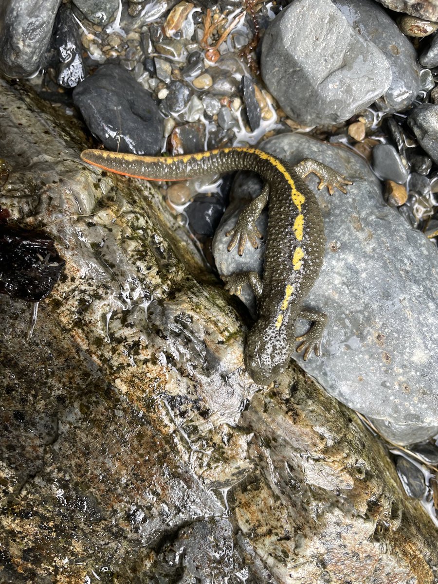 Nicolas Pollet (@nnpollet) on Twitter photo It is always wonderful to find Pyrenean newts and exploring their microbiome #EC2CO project with SETE and ICSN labs - <a href="/IdeevL/">IDEEV_lab</a> <a href="/EGCE_lab/">Laboratoire EGCE</a> <a href="/CNRSecologie/">CNRS Écologie & Environnement</a> <a href="/CNRS_INSU/">CNRS Terre & Univers</a> It is always wonderful to find Pyrenean newts and exploring their microbiome #EC2CO project with SETE and ICSN labs - <a href="/IdeevL/">IDEEV_lab</a> <a href="/EGCE_lab/">Laboratoire EGCE</a> <a href="/CNRSecologie/">CNRS Écologie & Environnement</a> <a href="/CNRS_INSU/">CNRS Terre & Univers</a>