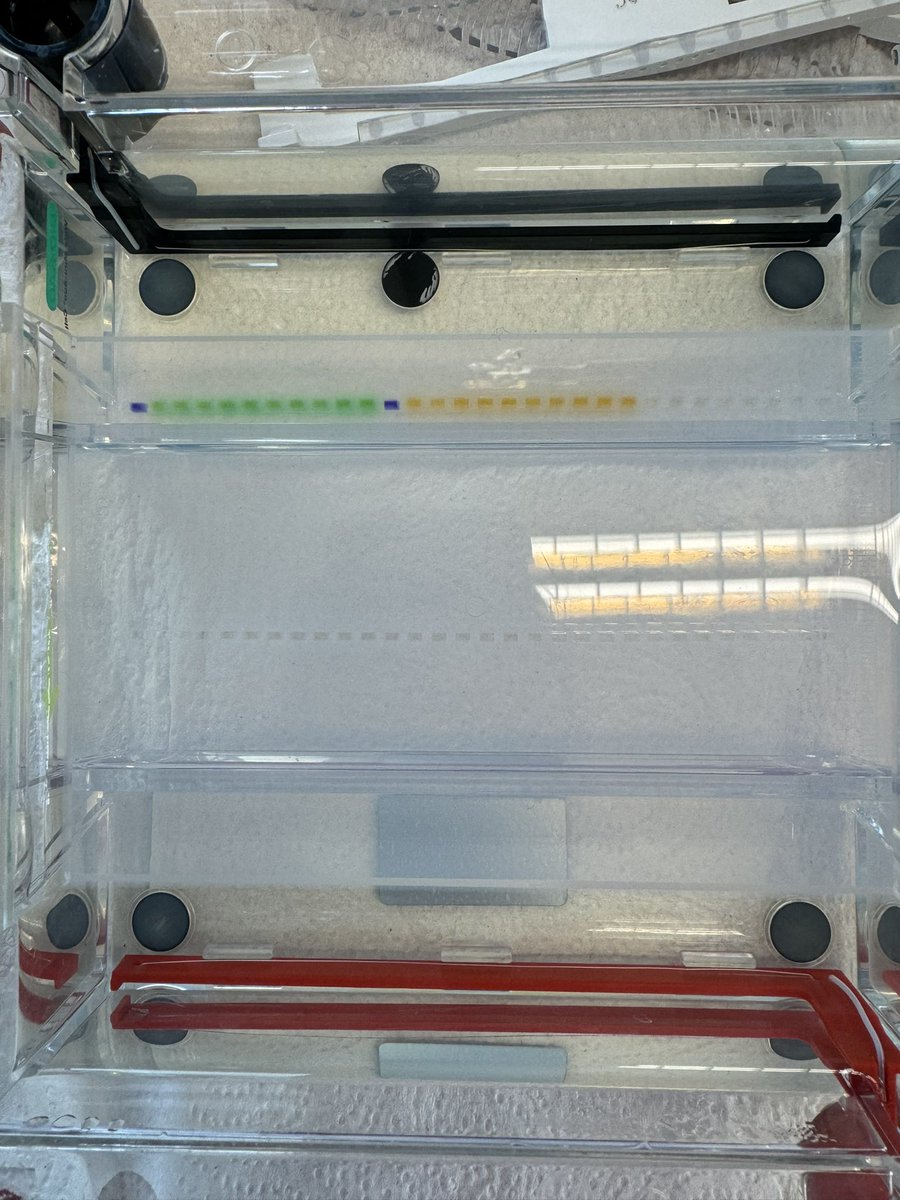 Running a very Brazilian gel this afternoon