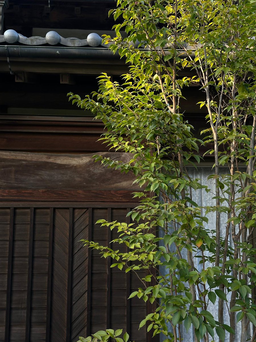 adam_bonsai's tweet image. Where tradition meets tranquility 🍃 The quiet beauty of nature intertwining with timeless craftsmanship. #ZenMoments #JapaneseAesthetics #NatureAndArchitecture