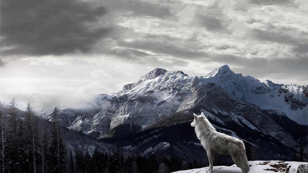 AmUmbria's tweet photo. IS ANYBODY FIGHTING TO DEFEAT THE APPEAL FILED BY DOJ/USFWS TO DELIST WOLVES FROM THE ESA.
#CenterforBiologicalDiversity #EarthJustice #PredatorDefense #wildearthGuardians #NaturalResourcesDefenseCouncil #WildlifeconservationNetwork Please do not let wolves go extinct.