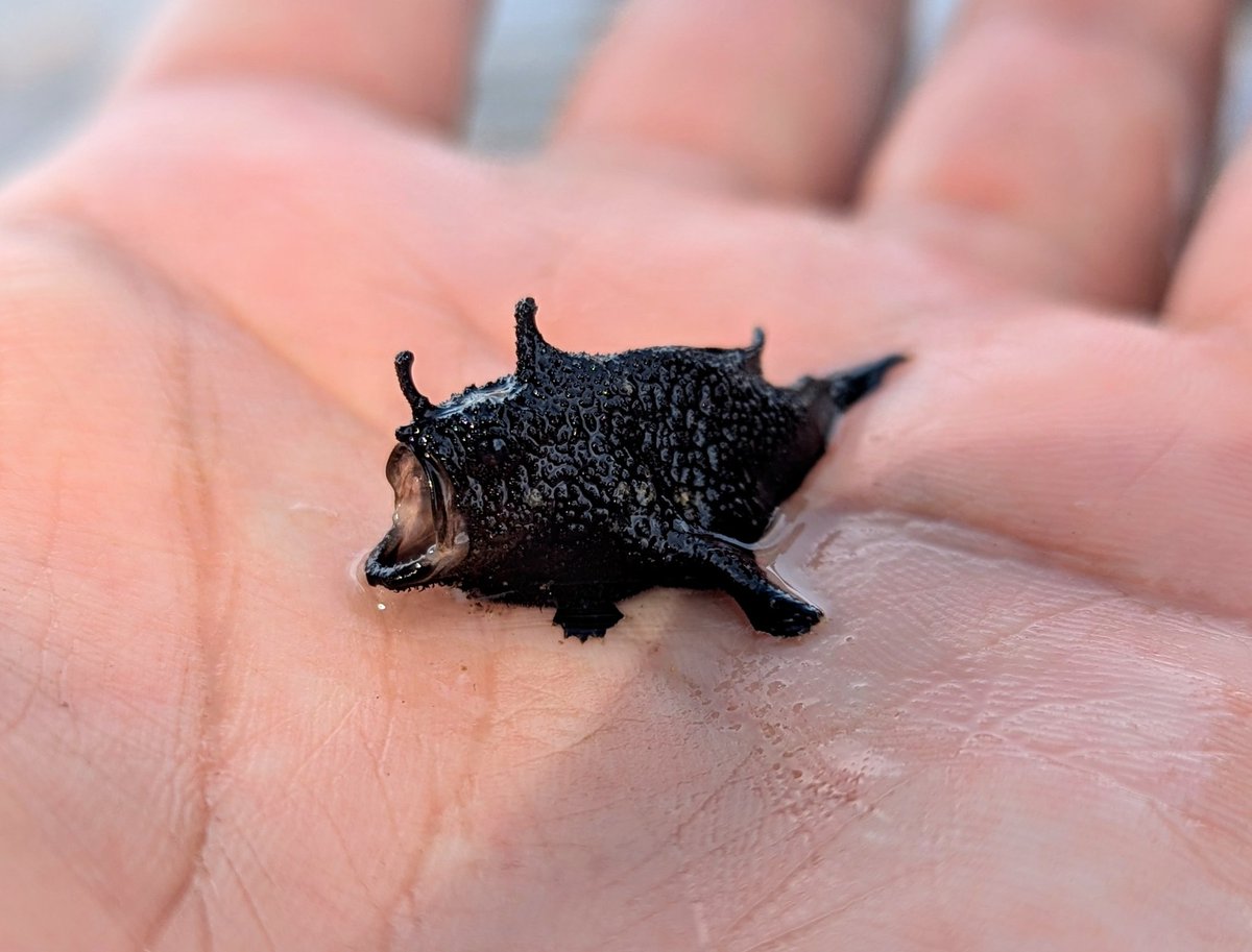 James A. Wong tweet media