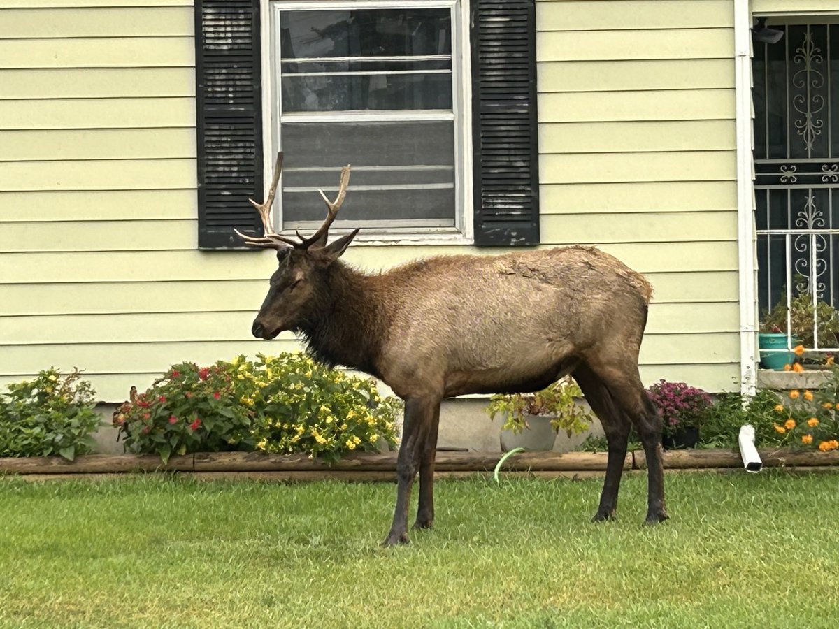 SystemsElevated's tweet photo. Lost elk wandering Denver area darted and relocated to Colorado wilderness https://t.co/4hEkgP5Cnd https://t.co/w0Ngq3UL0B