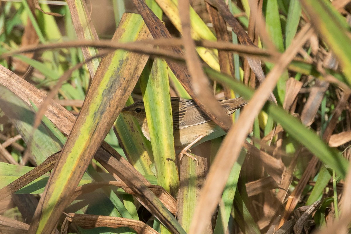 Won't have many better days of bird finding than the Lanceolated and Pallas's Grasshopper Warblers <a href="/_danielowen/">Dan Owen</a> Jack Morris and I found on Shetland today. Couldn't really ask for much better views of the Lancy, or the PGW as it fed in the burn! Pics JM