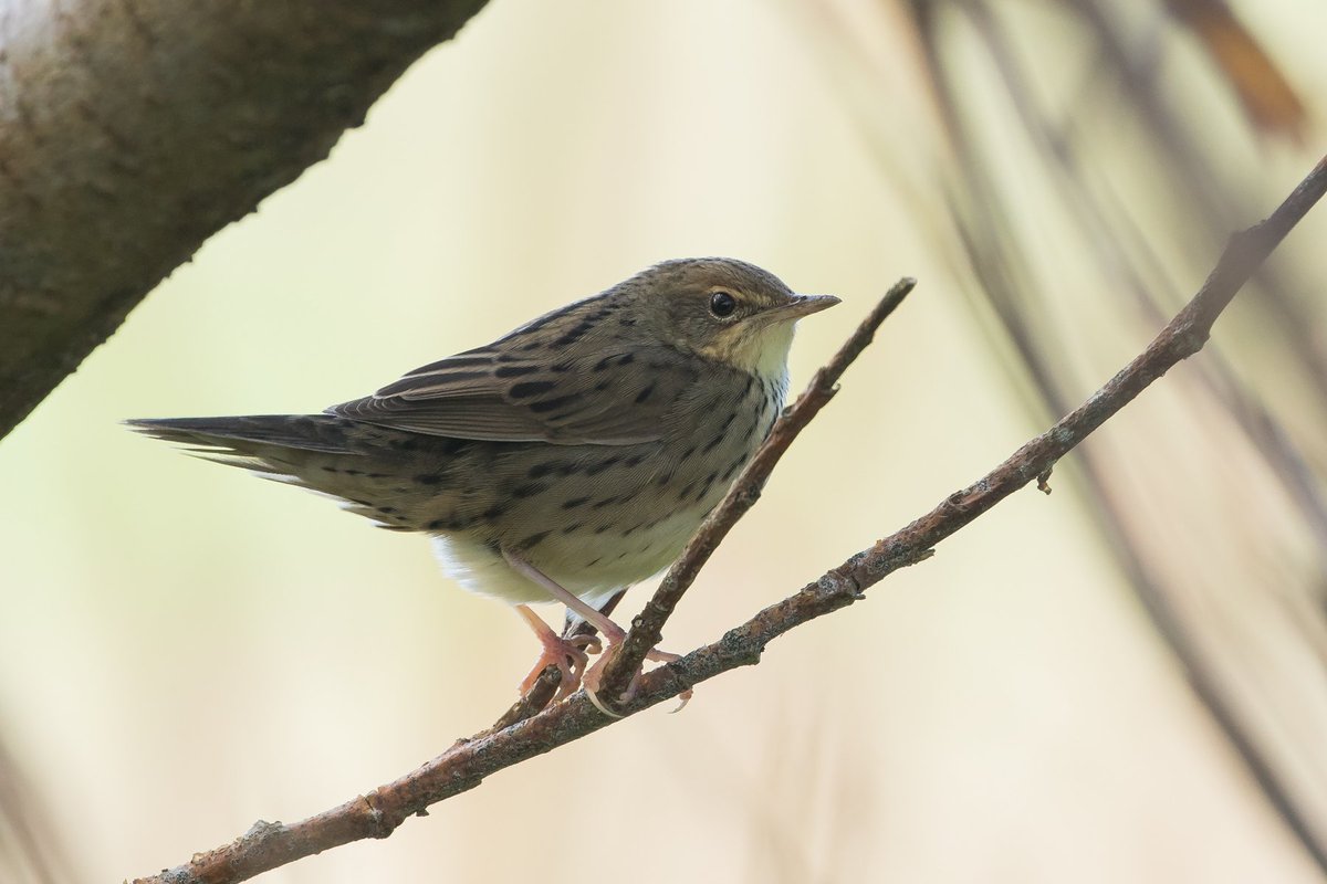 DanBeadle5's tweet photo. Won't have many better days of bird finding than the Lanceolated and Pallas's Grasshopper Warblers @_danielowen Jack Morris and I found on Shetland today. Couldn't really ask for much better views of the Lancy, or the PGW as it fed in the burn! Pics JM https://t.co/dRDSNSNj3w