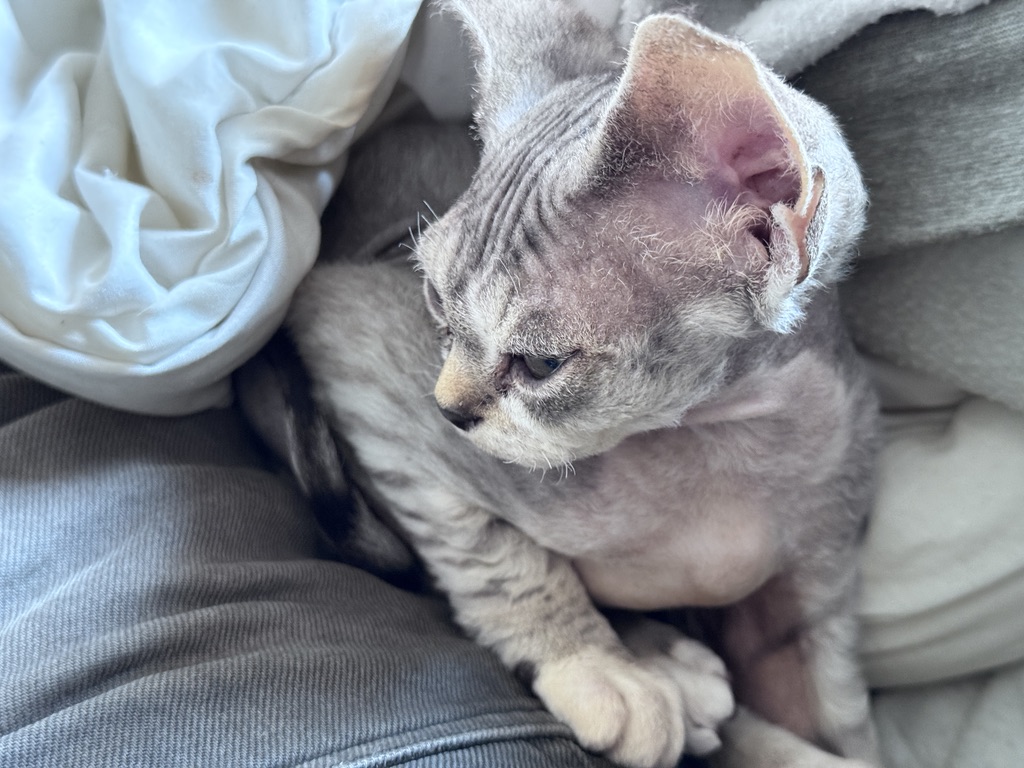 trondbie's tweet image. #devonrex