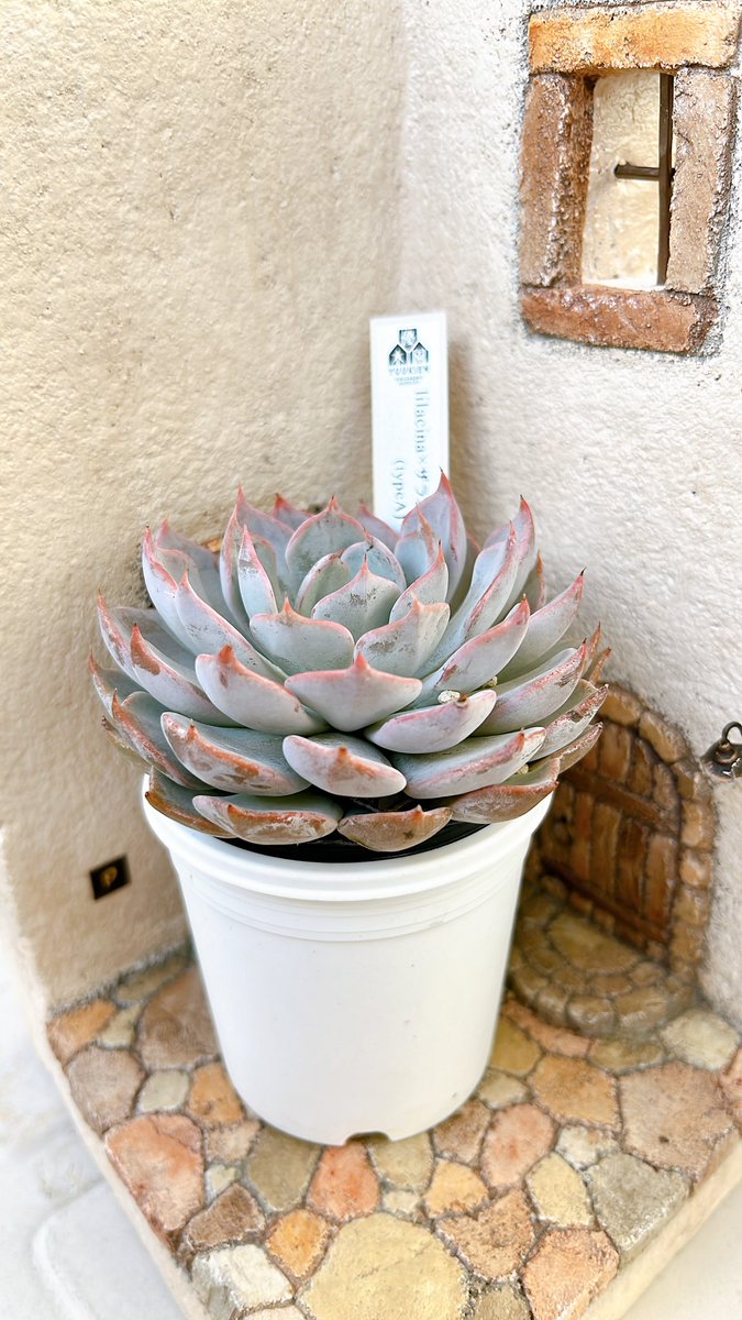 9/25 おは肉🪴✨

ちょっと上に伸びてきたかな😙

リラシナ×
　ザラゴーサ.spノバ