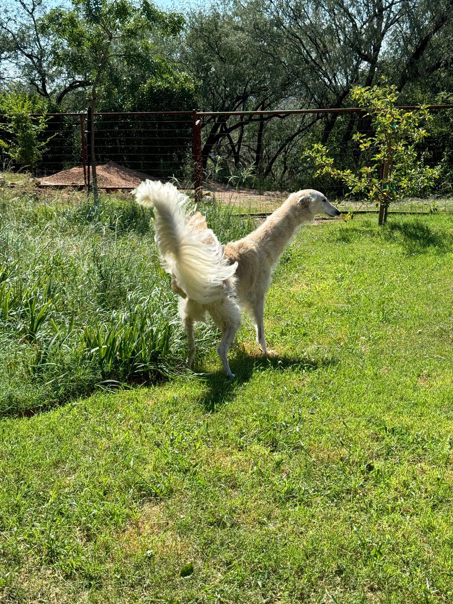 Does my dog look deflated?