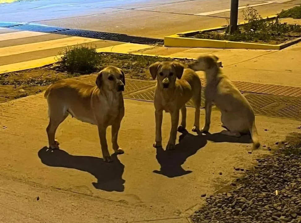 eltuitdemarsh's tweet photo. URGENTE! Familia abandonada en La Serena. Necesitan un hogar pues duermen debajo de un árbol. Se encuentran en Avenida pacífico con Cruz del molino en Puertas del mar, a un costado del Condominio Laguna del mar. Si puedes ayudarlos ya sabes donde encontrarlos! Favor RT!
#LaSerena https://t.co/pK0JTi9X7z