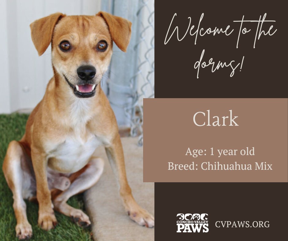 #WelcometotheDorms 

Welcome Clark to his new temporary digs! This fun sized furball is an expert model in front of the camera and knows how to win over all the ladies. If you're looking for a partner in crime, Clark could be your guy! Visit cvpaws.org/adopt to meet him