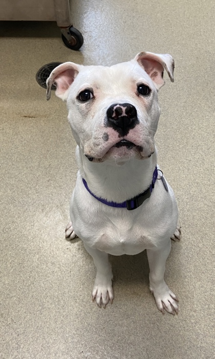 AWLAArlington's tweet photo. Do you recognize these found pets? Please share this post to help us reunite them with their families!

If you own or recognize one of these pets, please contact AWLA at (703) 931-9241 or mail@awla.org. Thank you for helping us reunite these pets with their families! https://t.co/mvgwwZewCW