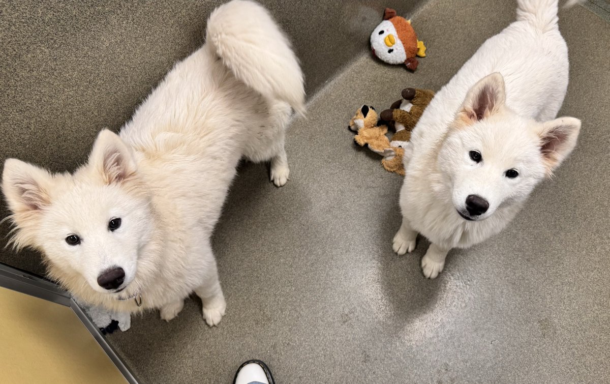 AWLArlington, VA (@awlaarlington) on Twitter photo Do you recognize these found pets? Please share this post to help us reunite them with their families!
If you own or recognize one of these pets, please contact AWLA at (703) 931-9241 or mail@awla.org. Thank you for helping us reunite these pets with their families! Do you recognize these found pets? Please share this post to help us reunite them with their families!
If you own or recognize one of these pets, please contact AWLA at (703) 931-9241 or mail@awla.org. Thank you for helping us reunite these pets with their families!